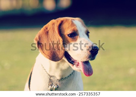 Beagle, Dogs playing happily in the grass, retro and vintage tone