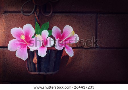 still life flowers, Pink Hibiscus flowers in a basket and wall surface