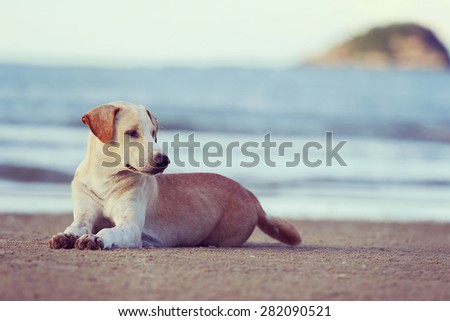 Dog sitting at the beach and vintage tone