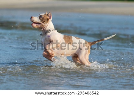 american pit bull terrier romp in the sea.