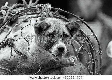 Black and white photography dog in cage, The dog trade in Vietnam market