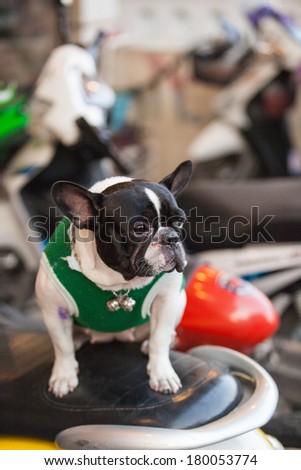 dog on the bike