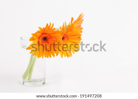 Gerbera flower in mind