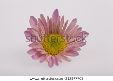 Dendranthemum grandifflora, pink Mum flower