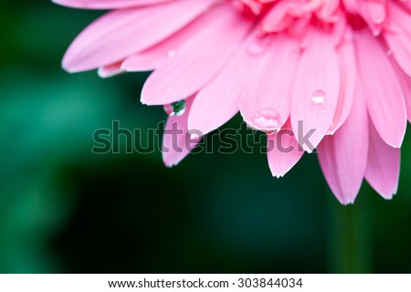Gerbera bloom with pink petals with drop water after raining.