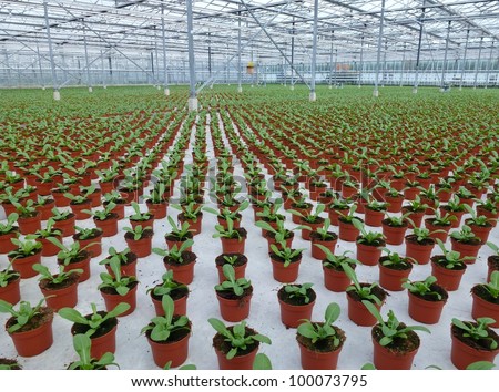 Celosia plants in pots in a green house of a nursery
