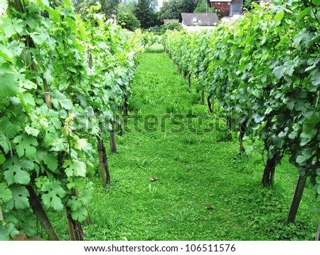 A wine vineyard in Liechtenstein in summer