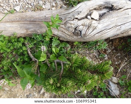 A still life in nature with a piece of wood and green plants