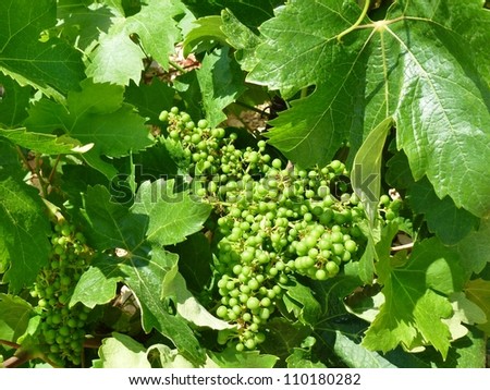 A close up of grapes in a wine vineyard on the island Hvar in Croatia