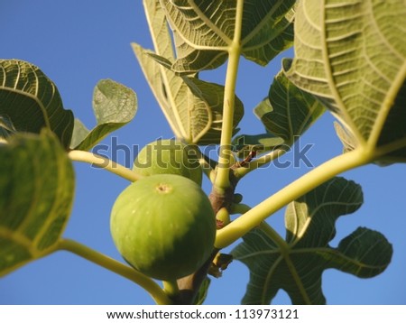 Figs in a fig tree opposite a blue sky