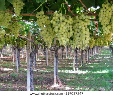 Grapes in a Wine vineyard in Apulia in the south of Italy