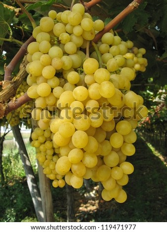 Grapes in a Wine vineyard in Apulia in the south of Italy