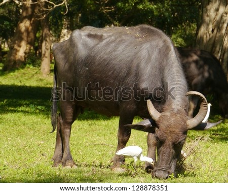 Grazing buffalo with a  cattle egret (bulbulcus ibis)around the ruins of the historic city Anuradhapura in Sri Lanka cattle egret (bulbulcus ibis)