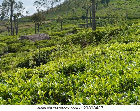 The tea fields in Sri Lanka in Asia
