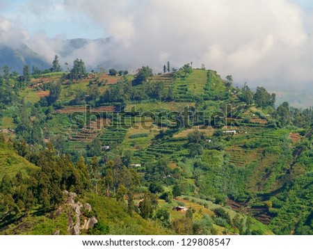 Small scale agriculture in the mountains round the Ella Cap of Sri Lanka