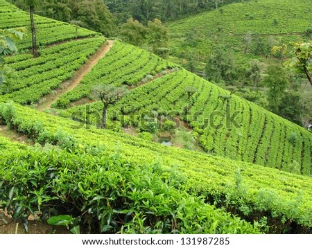 The tea fields in Sri Lanka in Asia