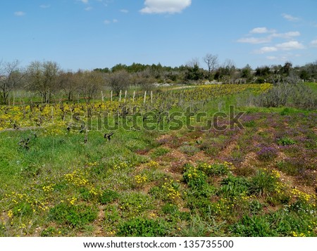 A small scale wine vineyard in Croatia with yellow flowering hawkweed plants in spring