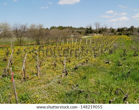 A small scale wine vineyard in Croatia with yellow flowering hawkweed plants in spring