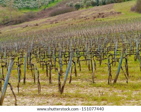 A wine vineyard in spring in Tuscany in Italy