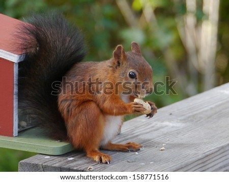 An Eurasian red squirrel (sciurus vulgaris) foraging in a garden in Sweden