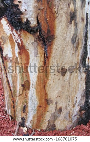 The colourful trunk of an eucalyptus or gum tree