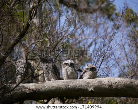 Camouflaged Tawny Frogmouths (Podargus strigoides) family blend in with color and texture of the tree bark in Australia