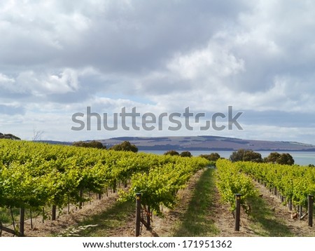 A wine vineyard on Kangaroo island in Australia