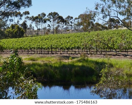 A wine vineyard in spring in the Clare valley in south Australia