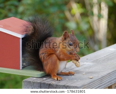 A red squirrel with a black tail eating peanuts in a Swedish garden