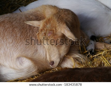 A portrait of a sleeping goat  in a stable of a petting zoo