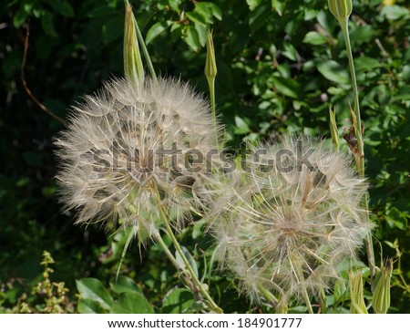 The seeds of a Meadow Salsify (Tragopogon pratensis ) or Showy Goat\'s-beard or Jack-go-to-bed-at-noon is a  plant in the Asteraceae family