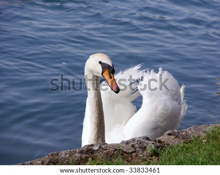 An alert mute swan (Cygnus olor)