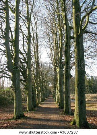 European or common beeches in a row