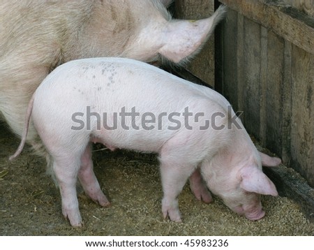 A pig and a piglet
