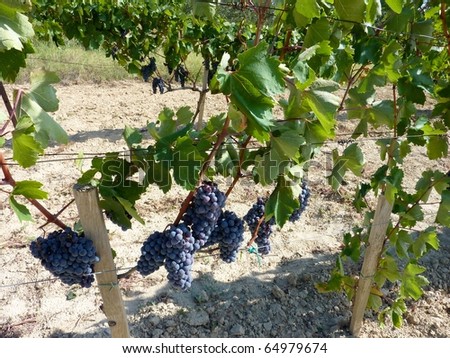 Blue grapes at a wine vineyard