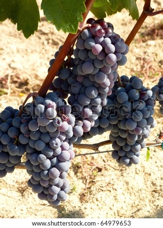 Blue grapes at a wine vineyard