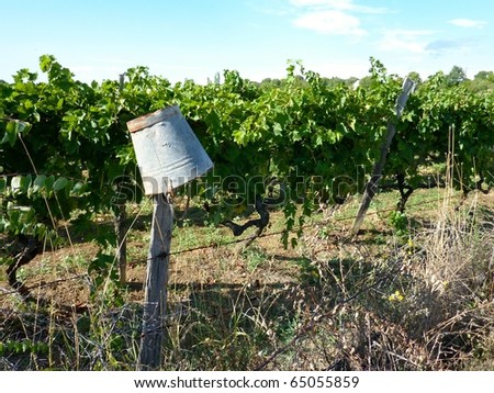 a wine vineyard in Croatia
