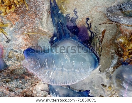 Portuguese man of war (Physalia physalis) washed ashore on the beach in the Caribbean