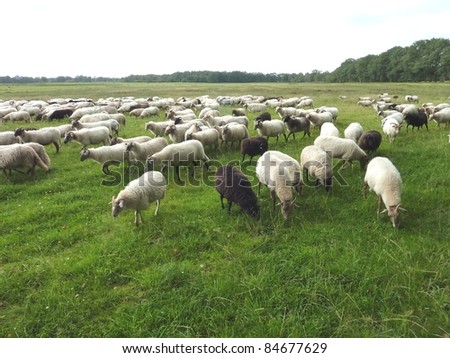 A crowd of sheep at the moor fields of a national park in the northern part of the Netherlands