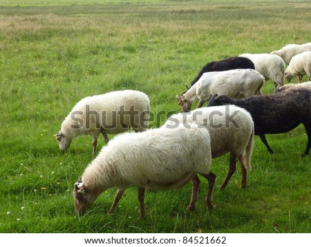 A crowd of sheep at the moor fields of a national park in the northern part of the Netherlands