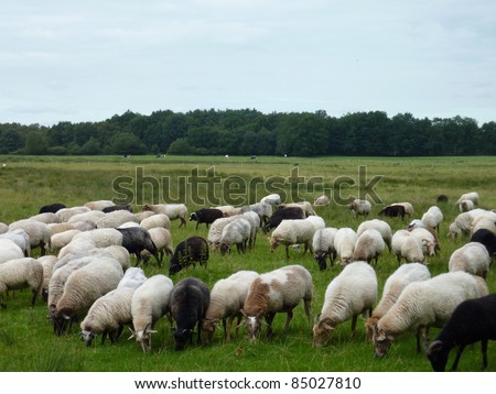 A crowd of sheep at the  fields of a national park in the northern part of the Netherlands