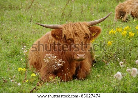 A portrait of a Scottish Highlander cow