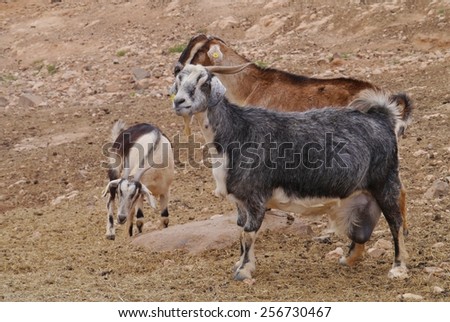 Majorera goat (cabra majorera) at a goat milk cheese farm near Llapus de la conception on the island Fuerteventura one of the Canary island in the Atlantic Ocean belonging to Spain