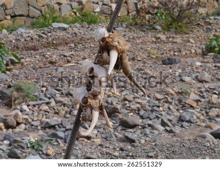 Three goat skulls on a stick on the Canary island Fuerteventura belonging to Spain