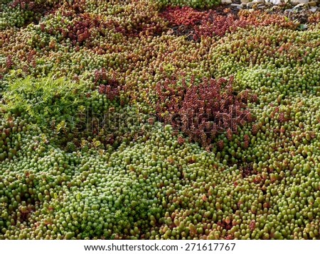 Sedum plants with dew growing at the roof of a building