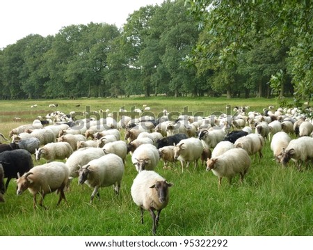 A crowd of sheep in the fields of a national park in the northern part of the Netherlands