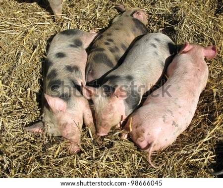 Sleeping mottled and pink piglets in the straw