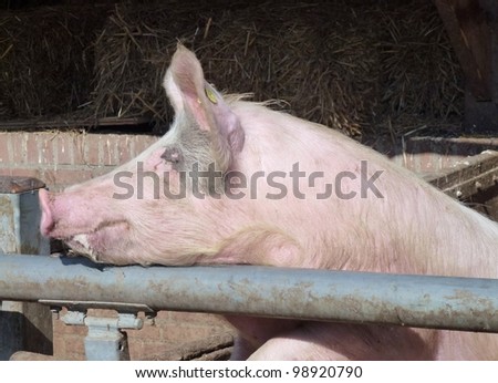 Young chattering pig on the gate of their stable waiting for food
