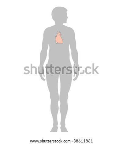heart diagram labeled. heart diagram labeled. heart