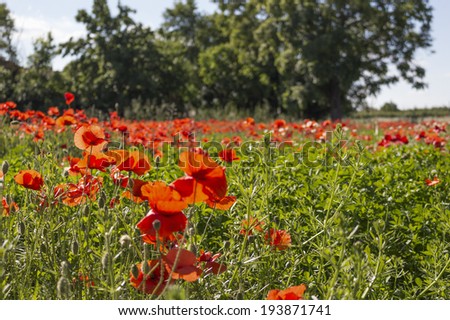 Red poppies (Papaver rhoeas) among  green weeds in agricultural fields during spring in Italian countryside. Rural backgrounds with dark deep green trees under light sunny sky with few clouds.